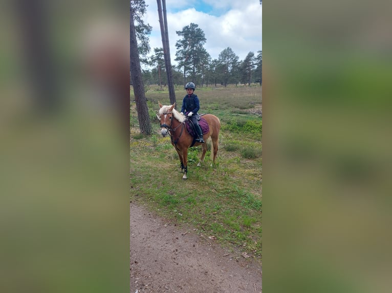 Haflinger Croisé Jument 6 Ans 145 cm in Eiterfeld