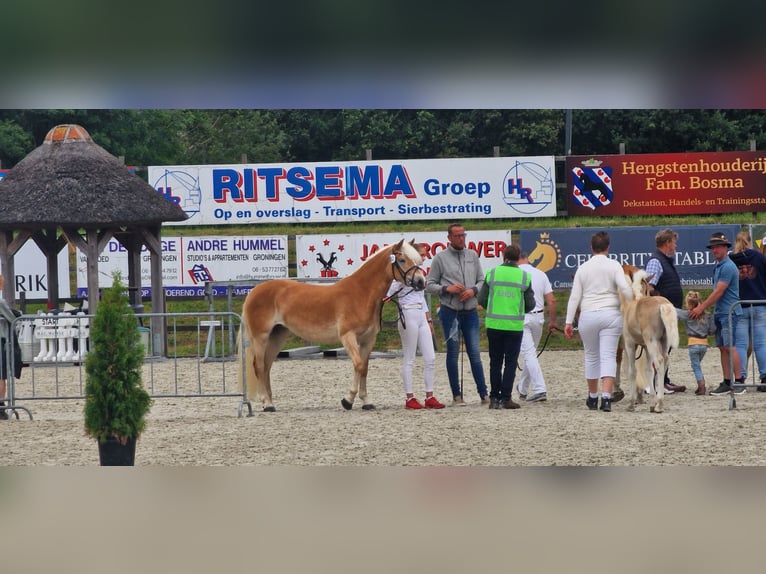 Haflinger Jument 6 Ans 146 cm  in Noardburgum