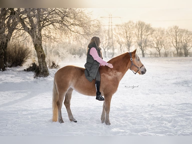 Haflinger Jument 6 Ans 147 cm  in Flensburg