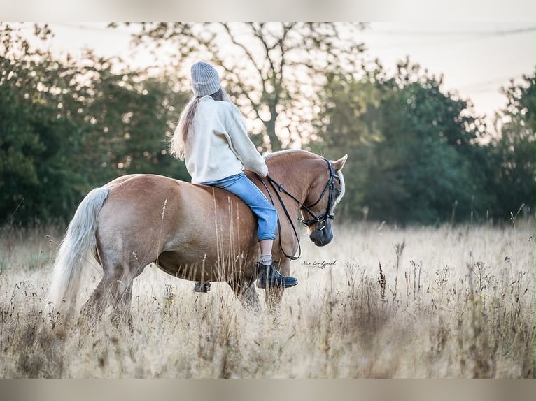 Haflinger Jument 6 Ans 147 cm  in Flensburg