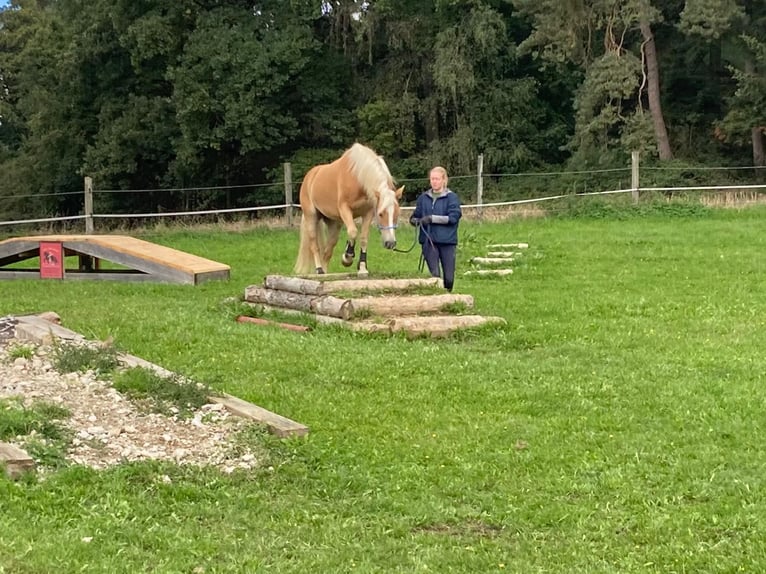 Haflinger Croisé Jument 6 Ans 148 cm Alezan in Rott am Inn Haflinger Croisé Jument 6 Ans 148 cm Alezan in Rott am Inn