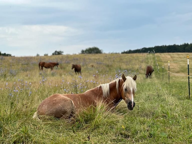 Haflinger Jument 6 Ans 148 cm Alezan in Ganzlin