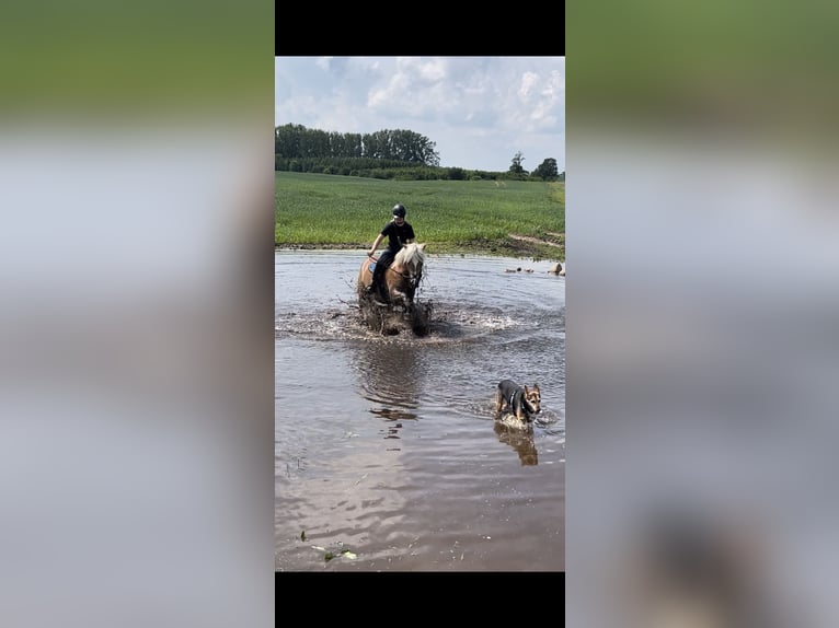Haflinger Jument 6 Ans 148 cm Alezan in Ganzlin