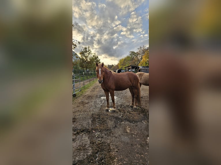 Haflinger Croisé Jument 6 Ans 148 cm Alezan in M&#xFC;nchen