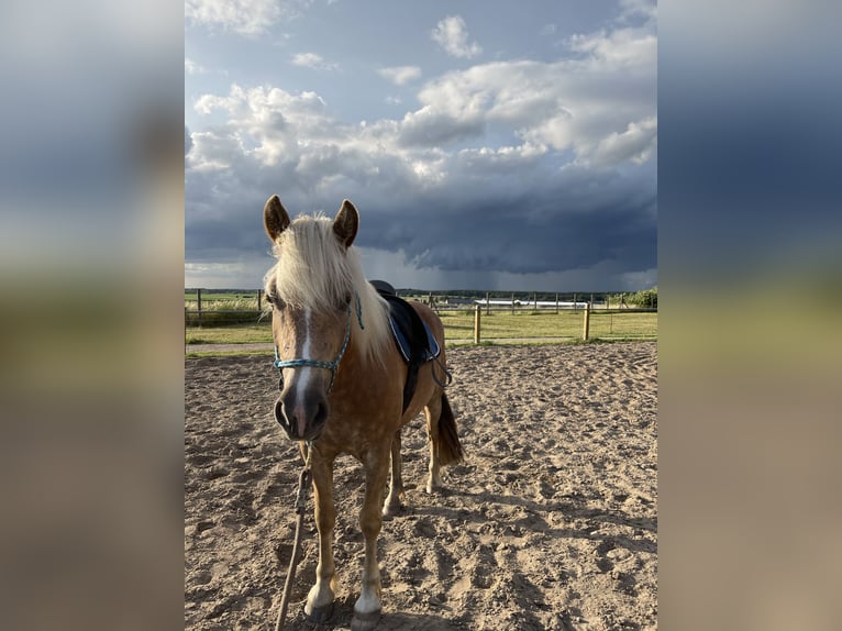 Haflinger Jument 6 Ans 148 cm in Plau am See