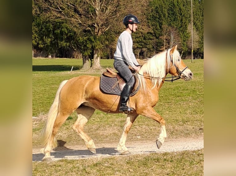 Haflinger Jument 6 Ans 149 cm  in Bidingen