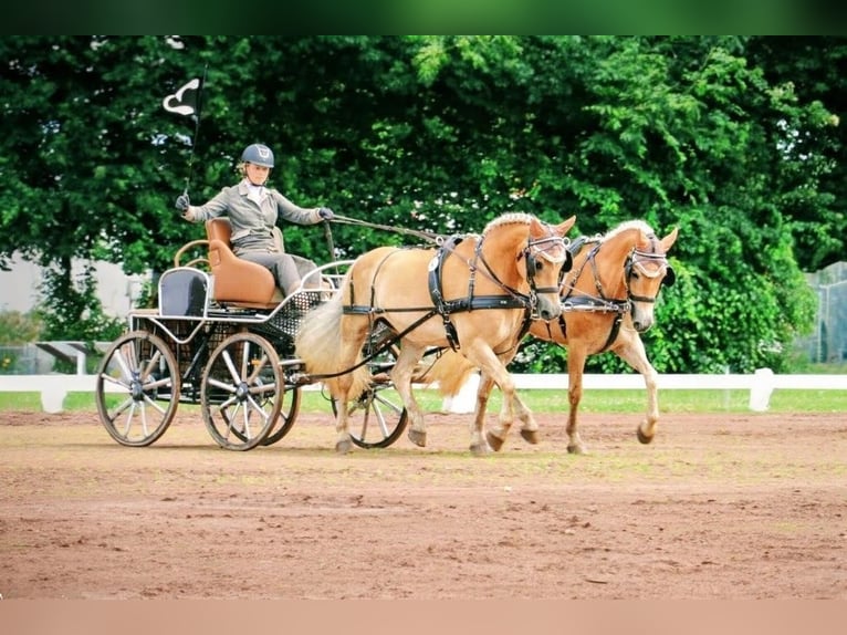 Haflinger Jument 6 Ans 150 cm Alezan in Sundern