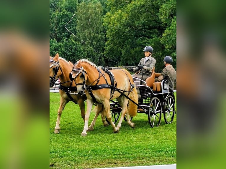 Haflinger Jument 6 Ans 150 cm Alezan in Sundern