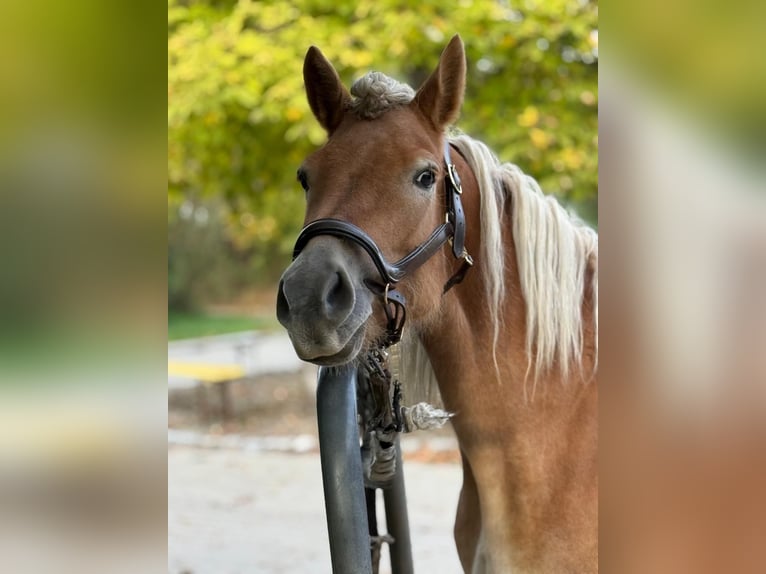 Haflinger Jument 6 Ans 150 cm Alezan in Mainbernheim