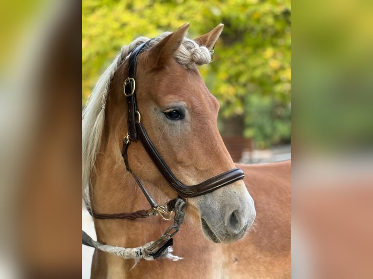 Haflinger Jument 6 Ans 150 cm Alezan in Mainbernheim