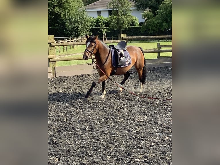 Haflinger Croisé Jument 6 Ans 150 cm Bai brun in LienenLienen