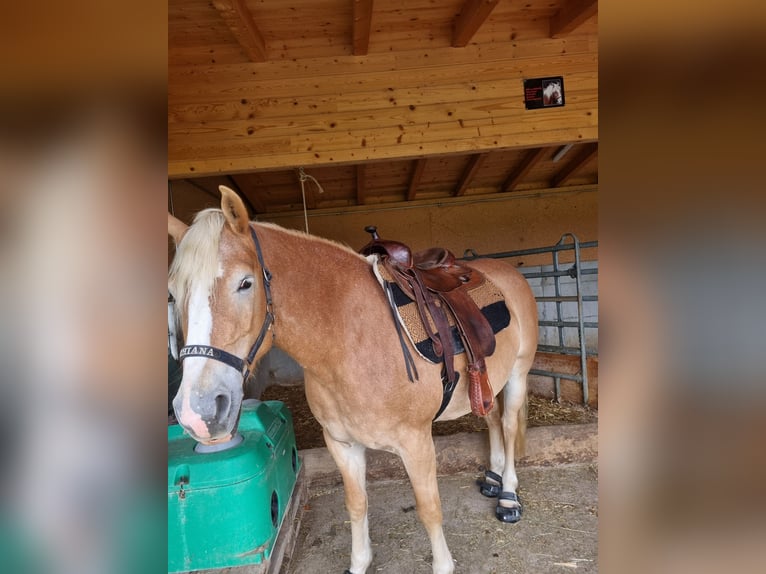 Haflinger Jument 6 Ans 150 cm in Burgistein