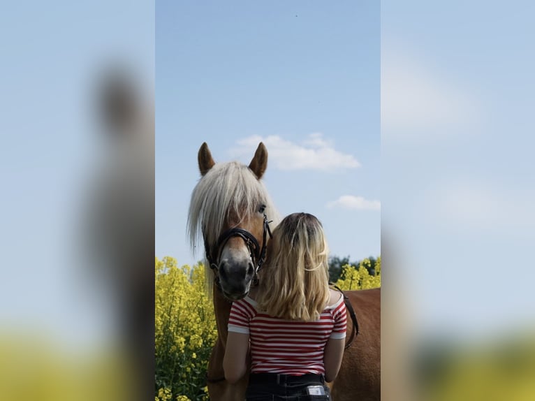 Haflinger Jument 6 Ans 151 cm Alezan in Boksee