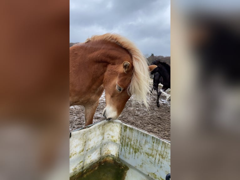 Haflinger Jument 6 Ans 151 cm Alezan in Boksee