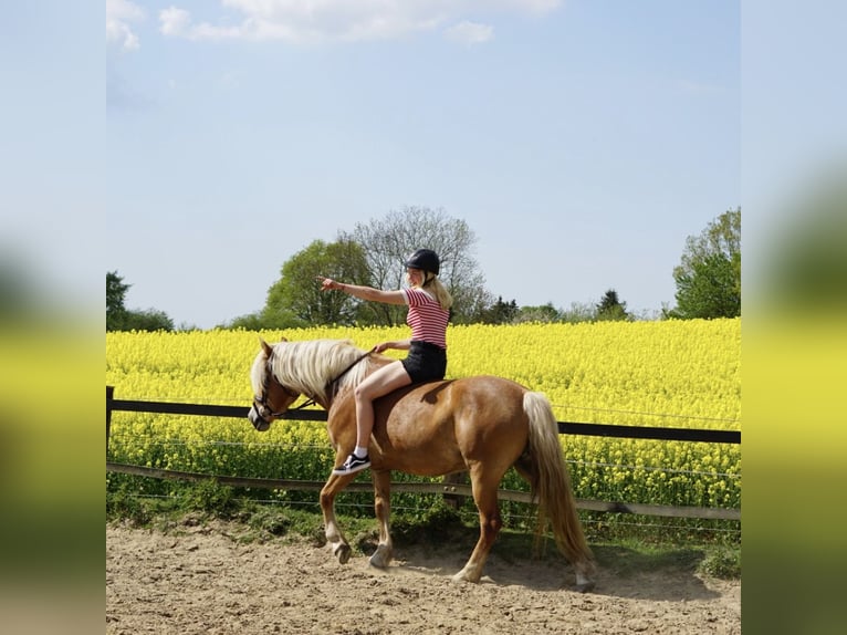 Haflinger Jument 6 Ans 151 cm Alezan in Boksee