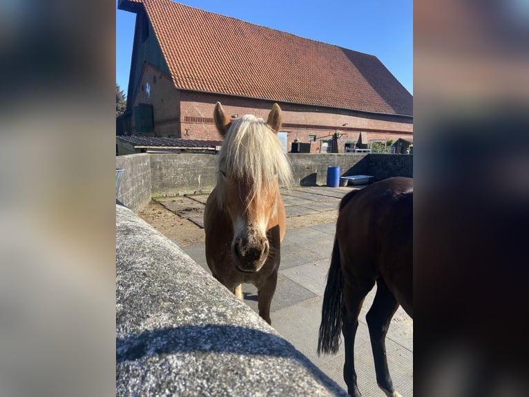 Haflinger Jument 6 Ans 151 cm Alezan in Boksee