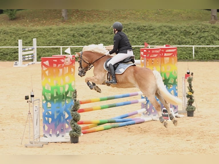 Haflinger Jument 6 Ans 152 cm Alezan in Linz