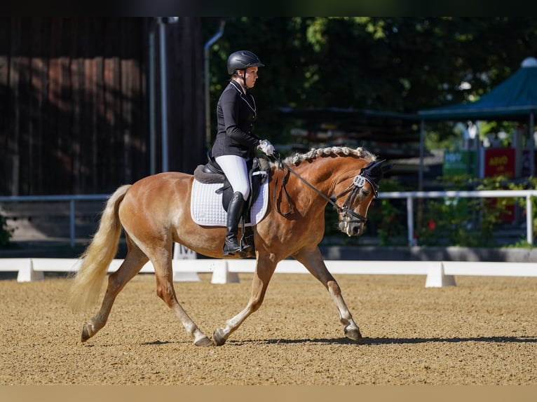 Haflinger Jument 6 Ans 152 cm Alezan in Linz