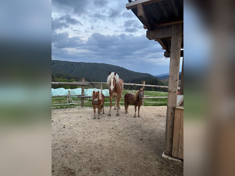 Haflinger Jument 6 Ans 152 cm  in Fischbach