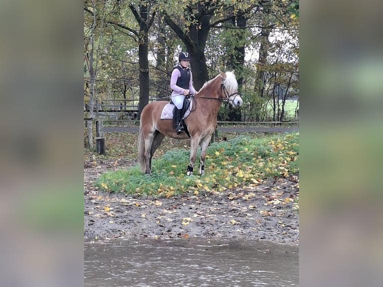 Haflinger Jument 6 Ans 154 cm Alezan in Tecklenburg
