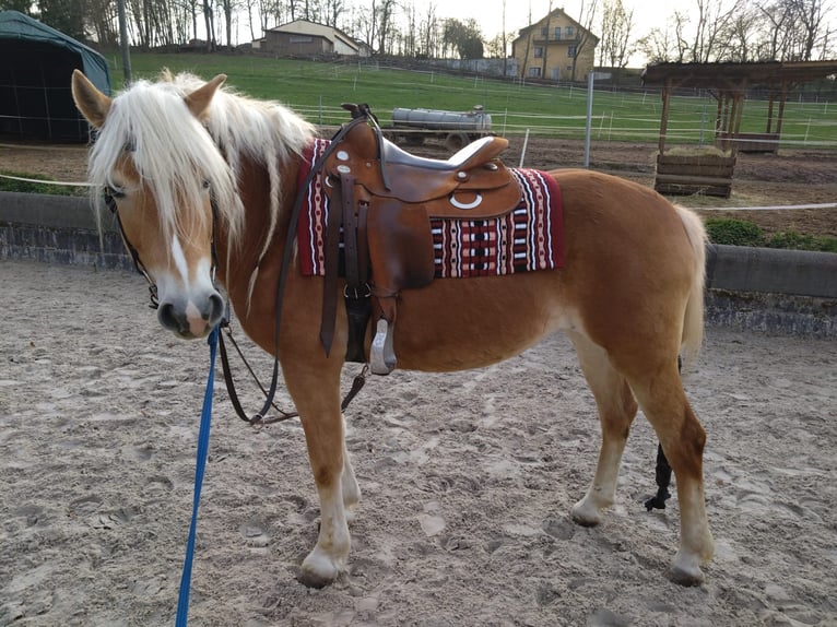 Haflinger Jument 6 Ans 154 cm Alezan in Oberaurach