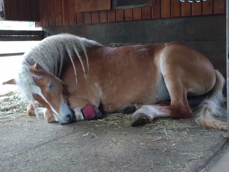 Haflinger Jument 6 Ans 154 cm Alezan in Oberaurach