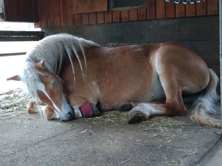 Haflinger Jument 6 Ans 154 cm Alezan in Oberaurach