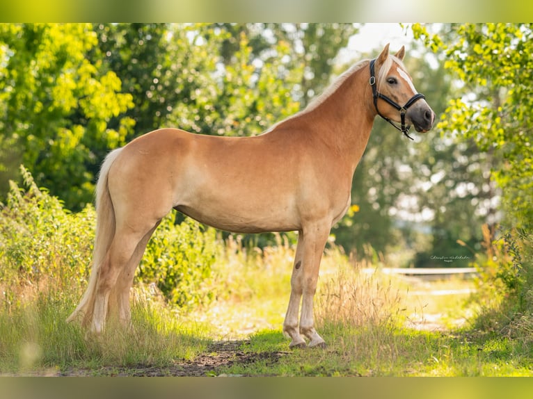 Haflinger Jument 6 Ans 154 cm in Trebbin