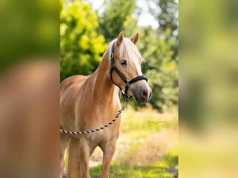 Haflinger Jument 6 Ans 154 cm in Trebbin