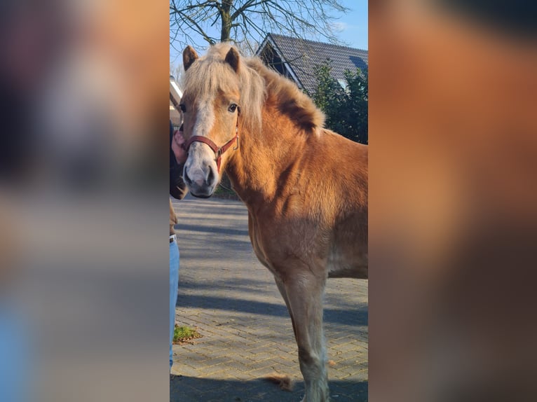Haflinger Jument 6 Ans 155 cm Bai clair in collendoorn