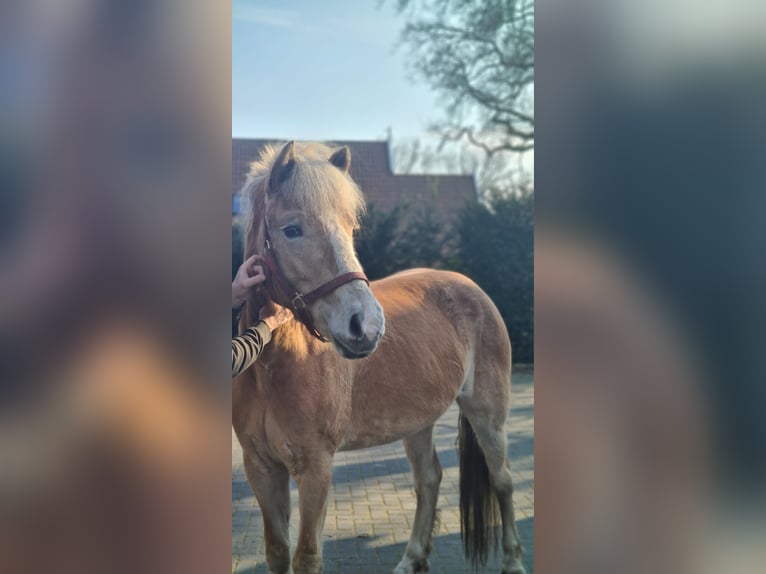 Haflinger Jument 6 Ans 155 cm Bai clair in collendoorn