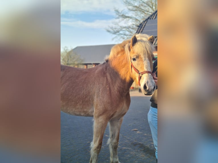 Haflinger Jument 6 Ans 155 cm Bai clair in collendoorn