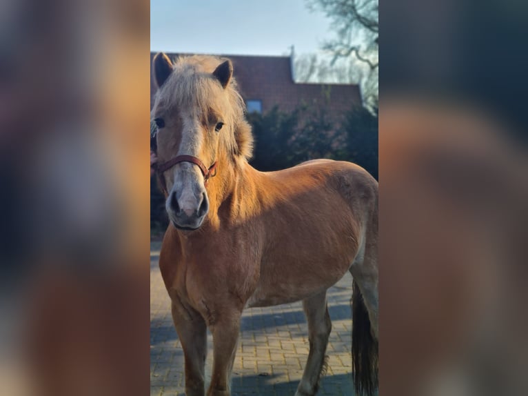 Haflinger Jument 6 Ans 155 cm Bai clair in collendoorn
