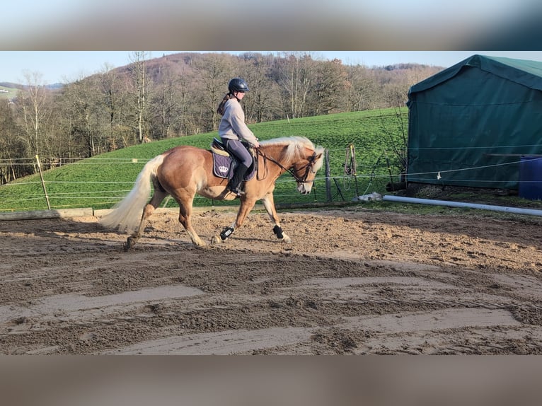 Haflinger Jument 6 Ans 157 cm Alezan cuivré in Morsbach