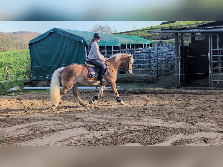 Haflinger Jument 6 Ans 157 cm Alezan cuivré in Morsbach