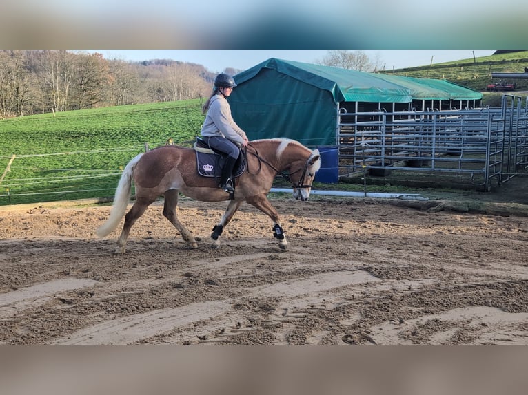 Haflinger Jument 6 Ans 157 cm Alezan cuivré in Morsbach