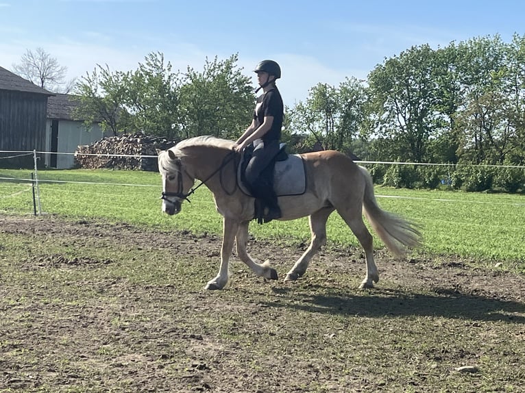 Haflinger Jument 7 Ans 140 cm Alezan in Rozwory