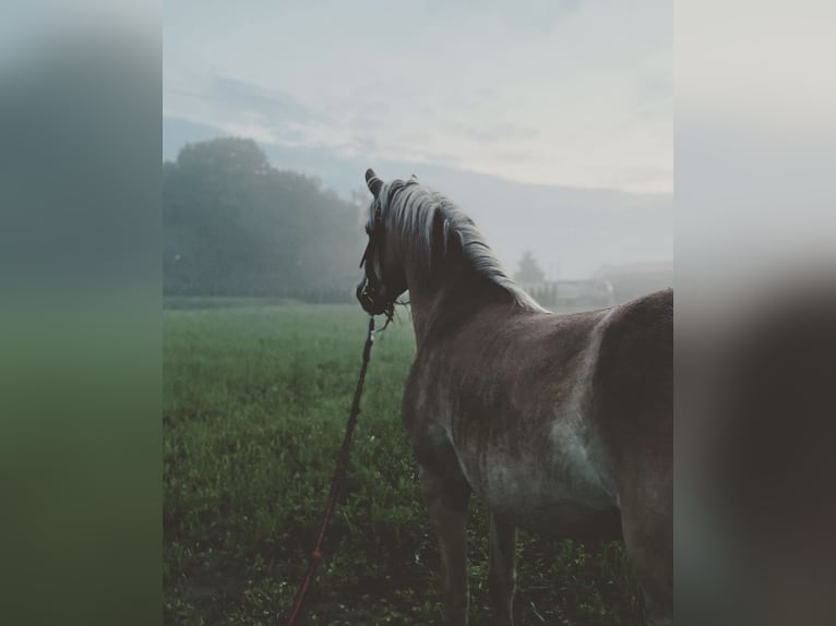 Haflinger Jument 7 Ans 140 cm Alezan in Rozwory