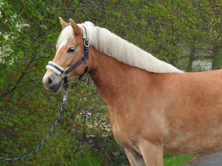 Haflinger Jument 7 Ans 145 cm Bai in Verl