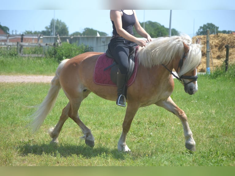 Haflinger Jument 7 Ans 147 cm Alezan in Breda