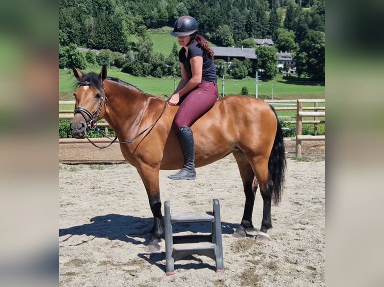 Haflinger Croisé Jument 7 Ans 147 cm Bai in Gummern