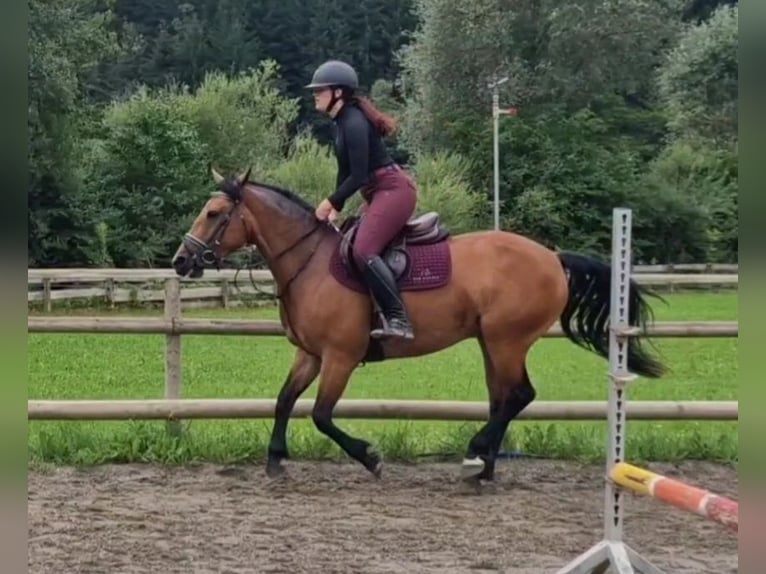 Haflinger Croisé Jument 7 Ans 147 cm Bai in Gummern