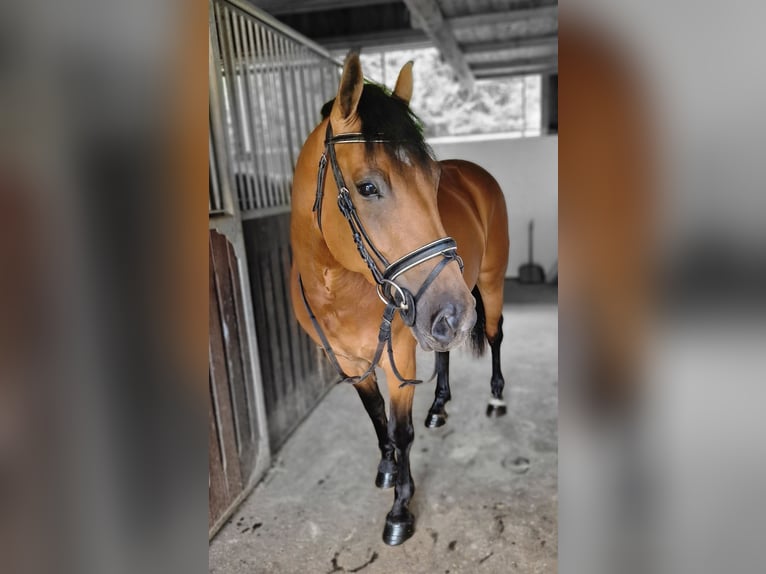 Haflinger Croisé Jument 7 Ans 147 cm Bai in Gummern