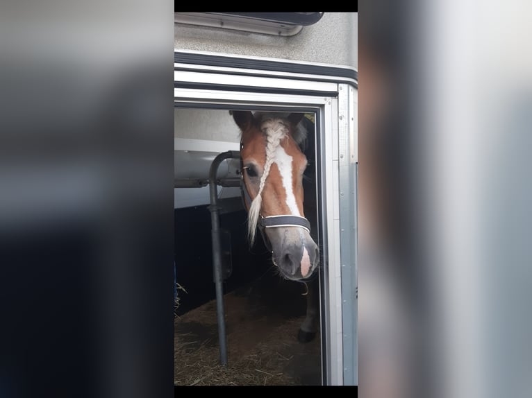 Haflinger Jument 7 Ans 147 cm  in Dortmund