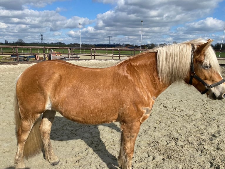 Haflinger Jument 7 Ans 147 cm Palomino in Bornerbroek