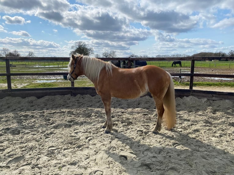 Haflinger Jument 7 Ans 147 cm Palomino in Bornerbroek