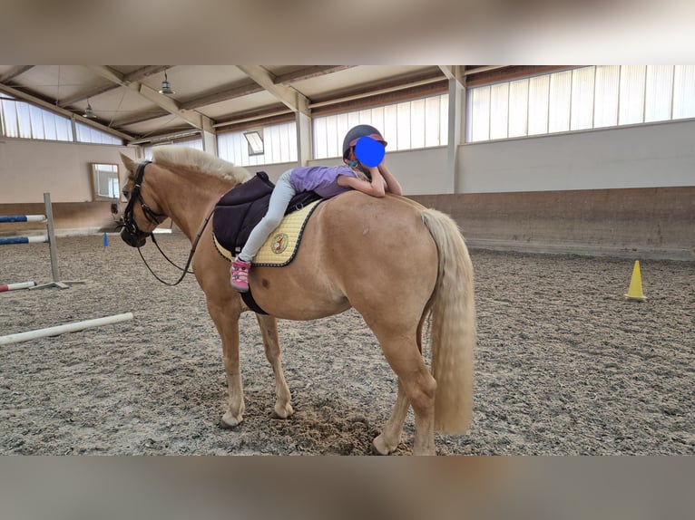 Haflinger Croisé Jument 7 Ans 148 cm Alezan in Rott am Inn