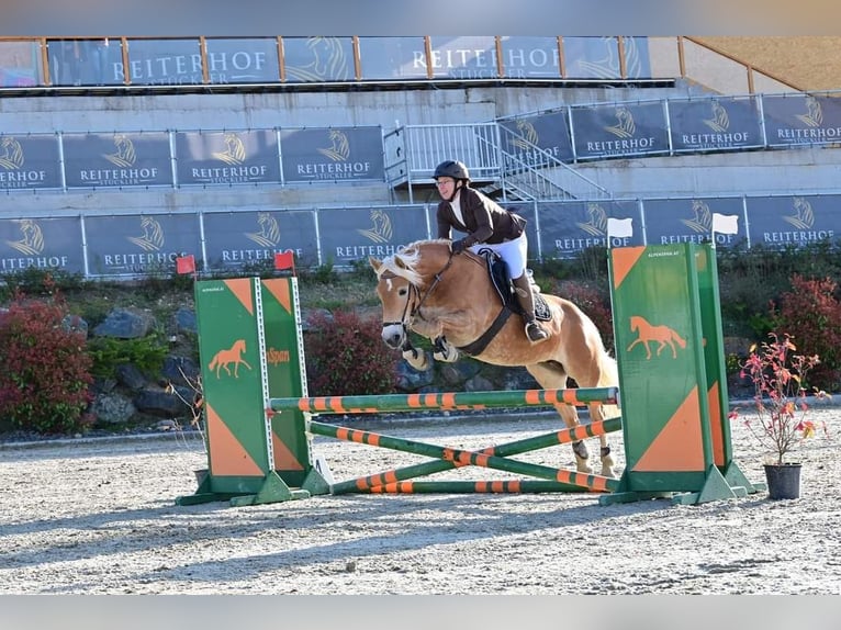 Haflinger Jument 7 Ans 149 cm Alezan in Aigen im Ennstal
