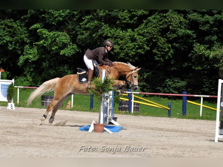 Haflinger Jument 7 Ans 149 cm Alezan in Aigen im Ennstal