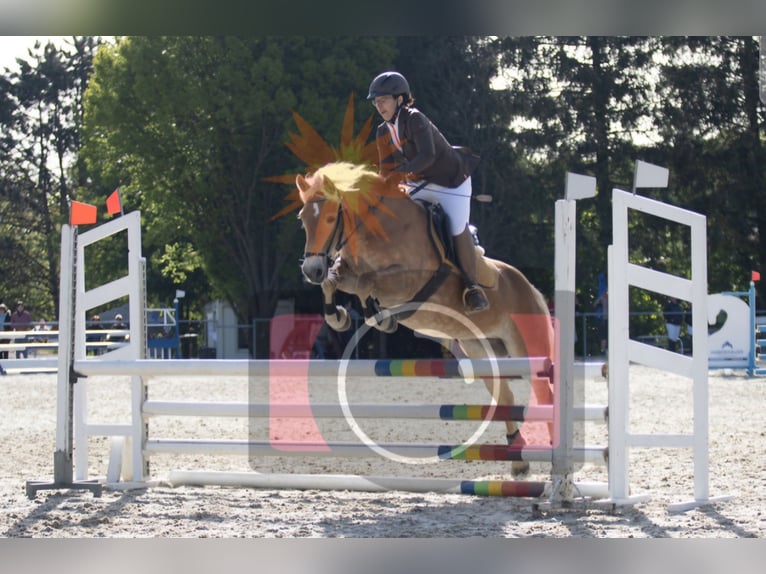 Haflinger Jument 7 Ans 149 cm Alezan in Aigen